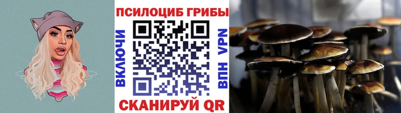 kraken вход  Новая Усмань  Псилоцибиновые грибы Cubensis 